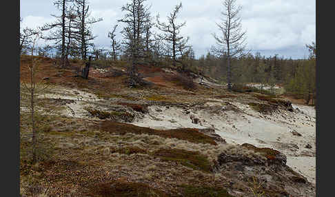 Sibirische Lärche (Larix sibirica)