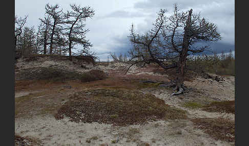 Sibirische Lärche (Larix sibirica)