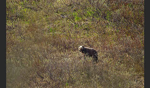 Braunbär (Ursus arctos)