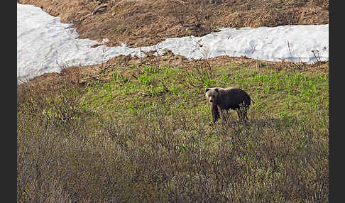 Braunbär (Ursus arctos)