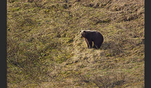 Braunbär (Ursus arctos)