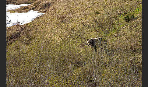 Braunbär (Ursus arctos)