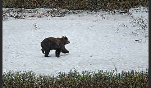 Braunbär (Ursus arctos)