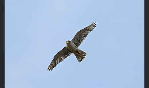 Gerfalke (Falco rusticolus)