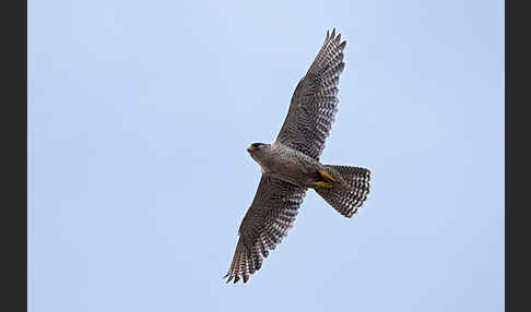 Gerfalke (Falco rusticolus)