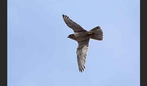 Gerfalke (Falco rusticolus)