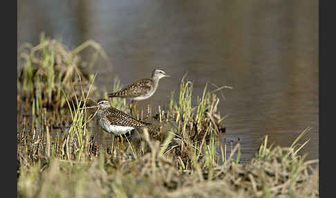 Bruchwasserläufer (Tringa glareola)