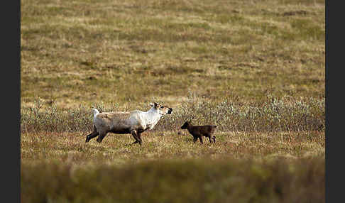 Rentier (Rangifer tarandus)