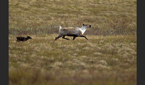 Rentier (Rangifer tarandus)