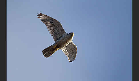 Gerfalke (Falco rusticolus)