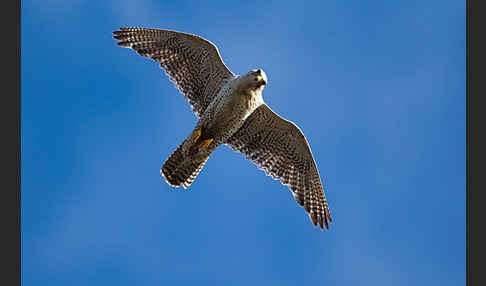 Gerfalke (Falco rusticolus)