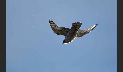 Gerfalke (Falco rusticolus)