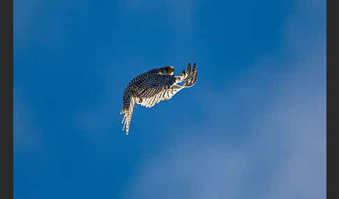 Gerfalke (Falco rusticolus)