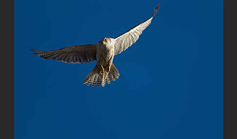 Gerfalke (Falco rusticolus)