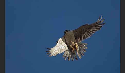 Gerfalke (Falco rusticolus)