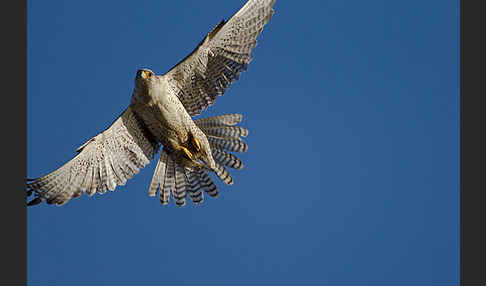 Gerfalke (Falco rusticolus)