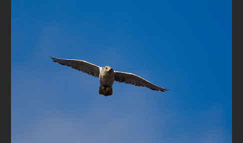 Gerfalke (Falco rusticolus)