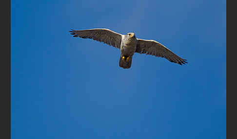 Gerfalke (Falco rusticolus)