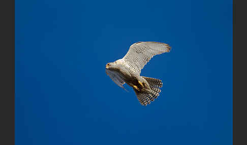 Gerfalke (Falco rusticolus)