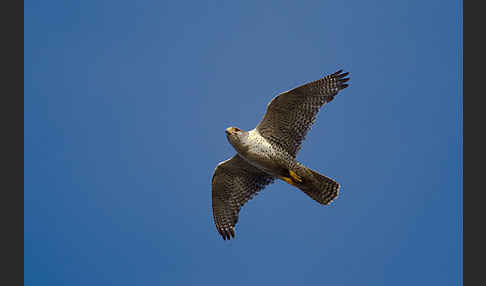 Gerfalke (Falco rusticolus)