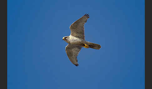 Gerfalke (Falco rusticolus)