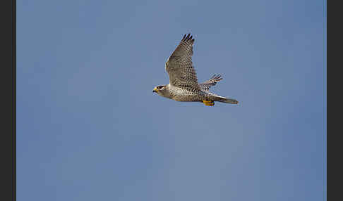 Gerfalke (Falco rusticolus)