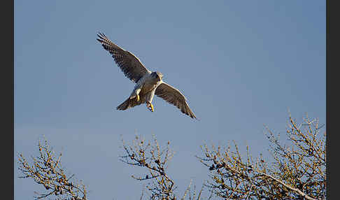 Gerfalke (Falco rusticolus)