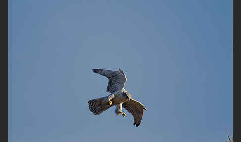 Gerfalke (Falco rusticolus)