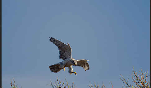 Gerfalke (Falco rusticolus)