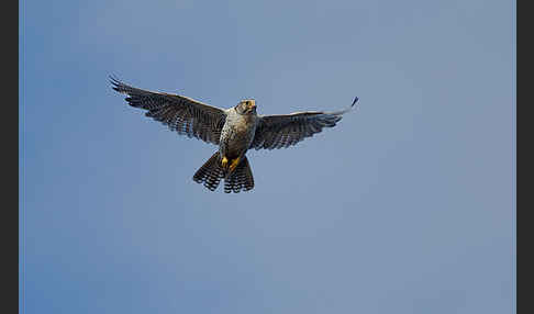 Gerfalke (Falco rusticolus)