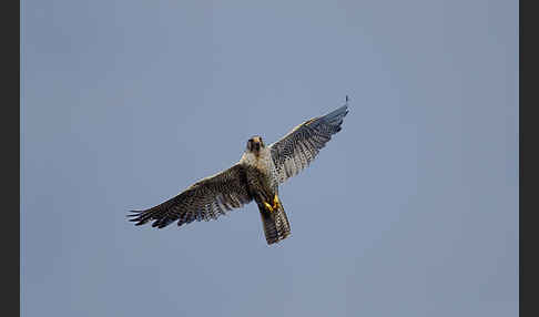 Gerfalke (Falco rusticolus)