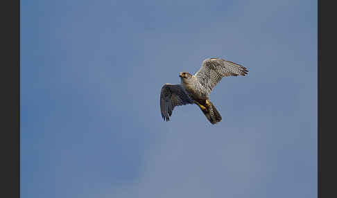 Gerfalke (Falco rusticolus)