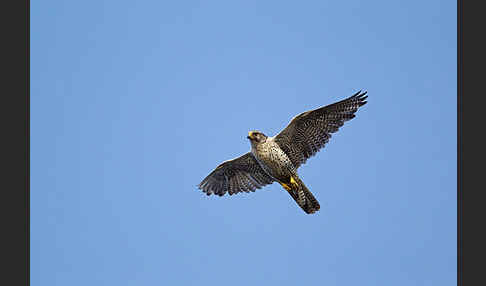 Gerfalke (Falco rusticolus)