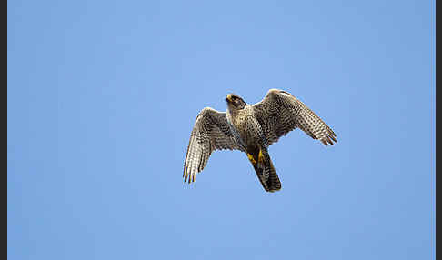 Gerfalke (Falco rusticolus)