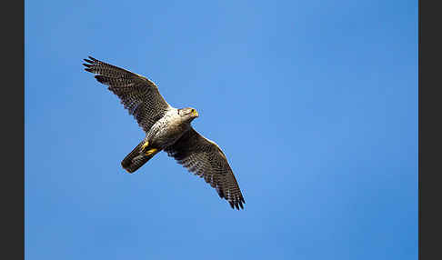 Gerfalke (Falco rusticolus)