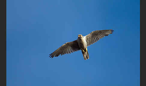 Gerfalke (Falco rusticolus)