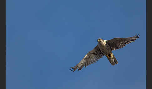 Gerfalke (Falco rusticolus)