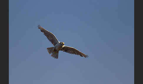 Gerfalke (Falco rusticolus)