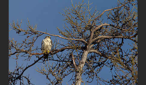 Gerfalke (Falco rusticolus)