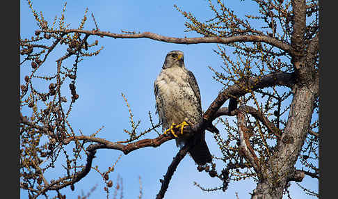 Gerfalke (Falco rusticolus)