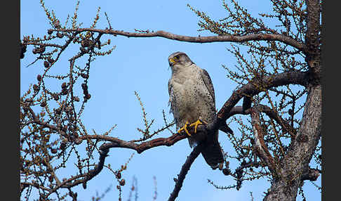 Gerfalke (Falco rusticolus)