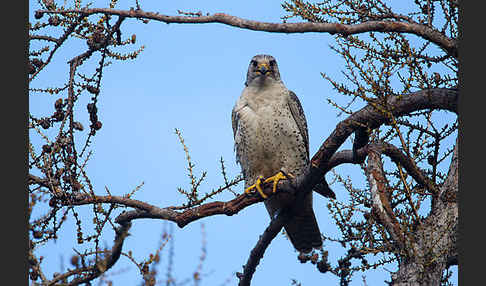 Gerfalke (Falco rusticolus)