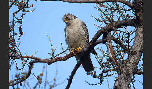 Gerfalke (Falco rusticolus)