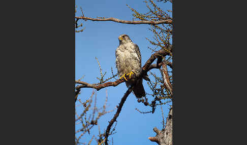 Gerfalke (Falco rusticolus)