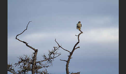 Gerfalke (Falco rusticolus)