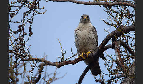 Gerfalke (Falco rusticolus)