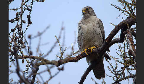 Gerfalke (Falco rusticolus)