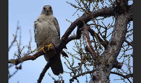 Gerfalke (Falco rusticolus)