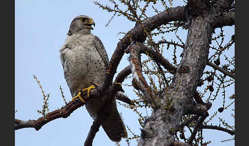 Gerfalke (Falco rusticolus)