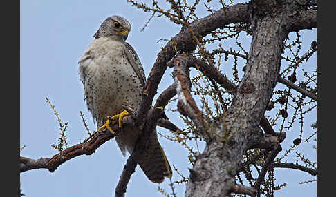 Gerfalke (Falco rusticolus)